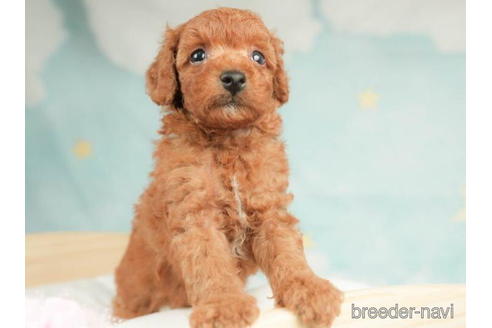 成約済の千葉県のトイプードル-210404の4枚目